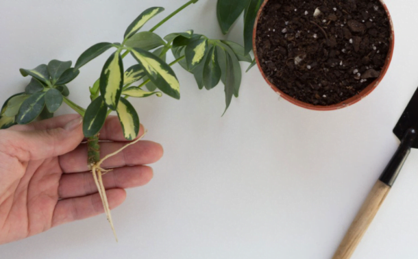 How To Prune An Umbrella Plant