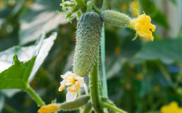 How & When to Fertilize Cucumber Plant