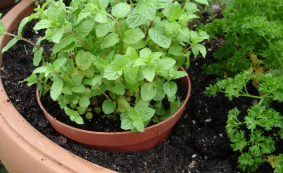 How & When to Fertilize Mint Plant