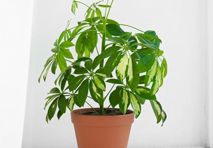 How to Grow Umbrella Plant