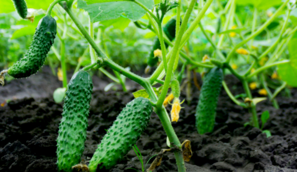 How to Prune Cucumber Plants