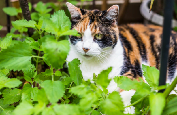 Mint Plant & Pets Poisonous to Cats & Dogs? What to Do!
