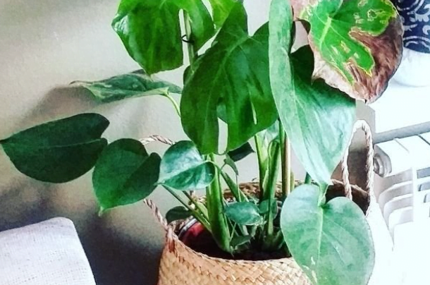 Monstera Plant Drooping