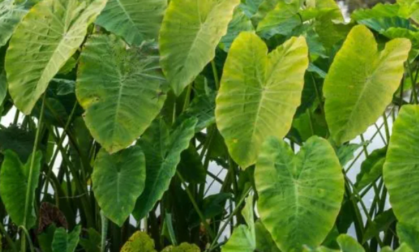 When to Plant Elephant Ears