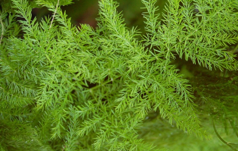 Asparagus Ferns changing color