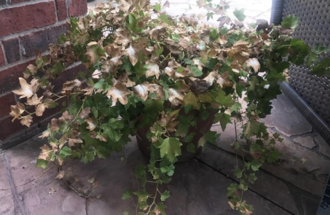 English Ivy Dying