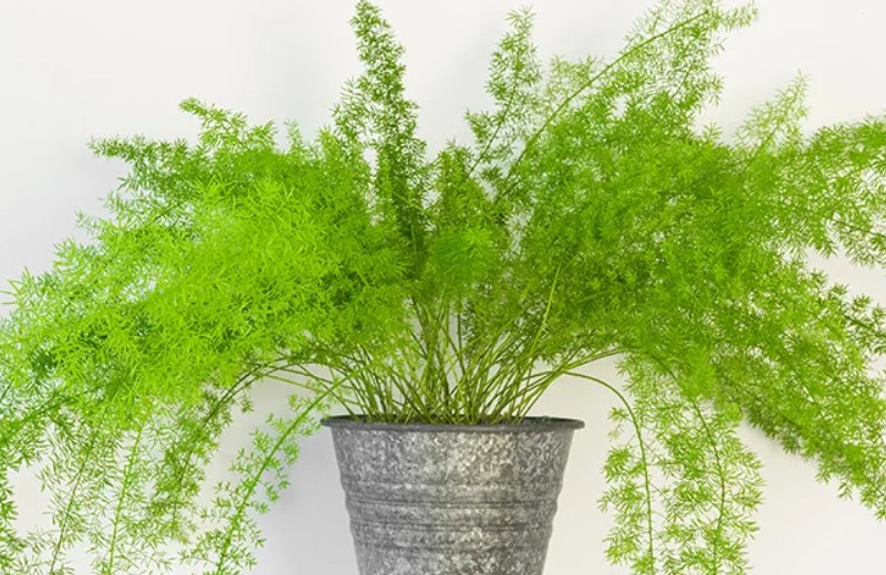 How and When to Fertilize the Asparagus Fern