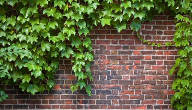 How to Grow English Ivy