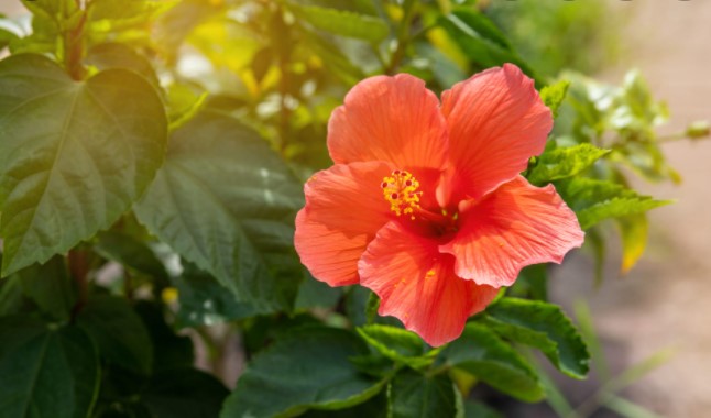 How to Grow Hibiscus Plant