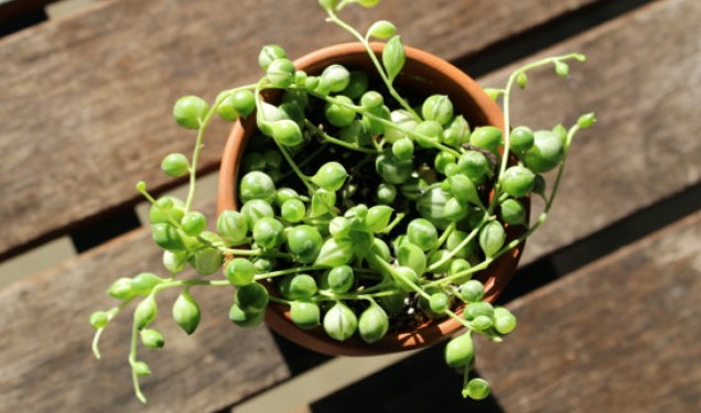 How to Grow String of Pearls Plant