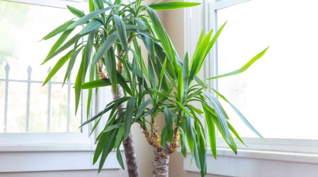 How to Grow Yucca Plant