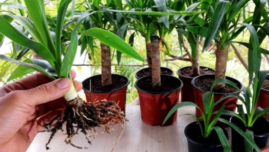 How to Propagate Yucca Plant