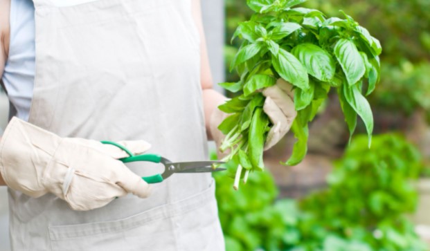 How to Prune Basil Plant