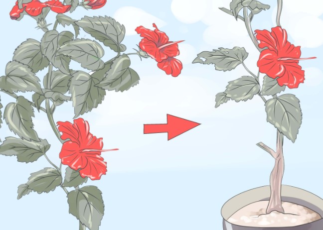 How to Prune Hibiscus Plant