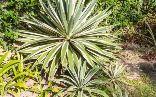 How to Prune Yucca Plant