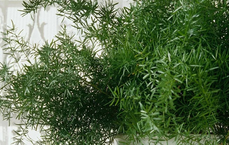 How to Trim Asparagus Ferns