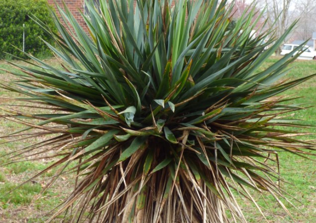 dying yucca plant