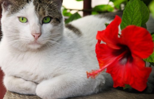 hibiscus plant cat