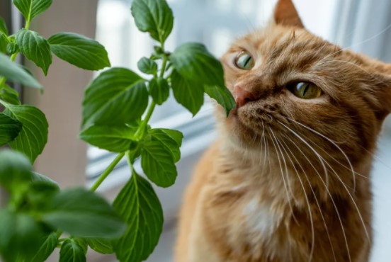 Basil Plant and Pets